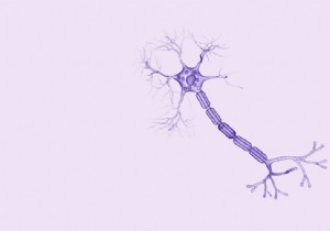 Stress, sleep, digestion:the vagus nerve, a key player in our well-being 