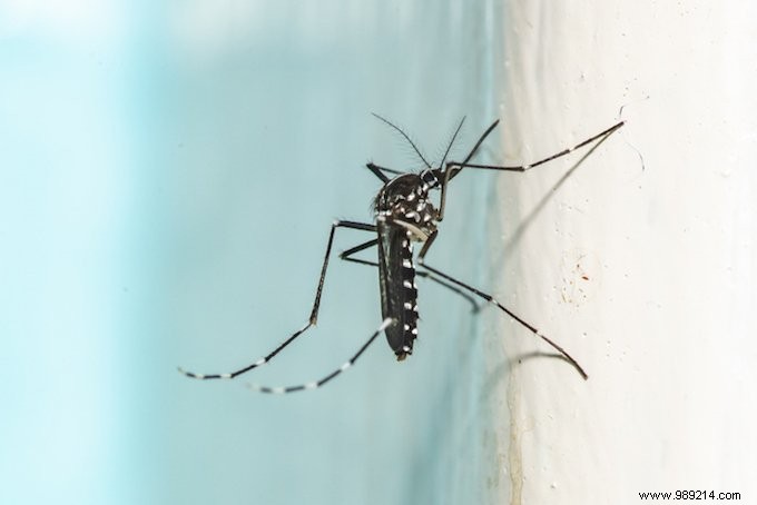 How to protect yourself from the tiger mosquito? 