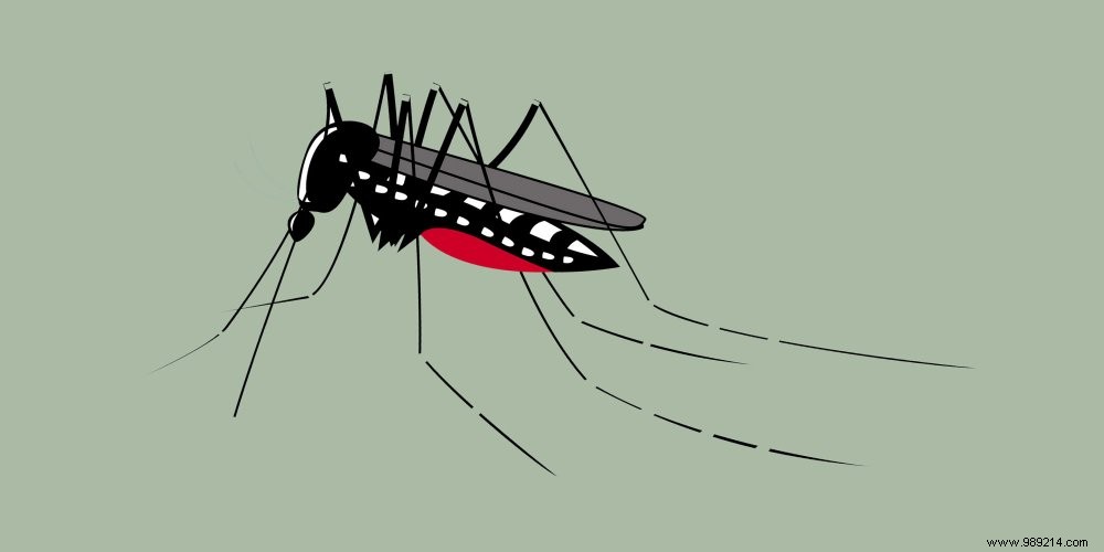 How to protect yourself from the tiger mosquito? 