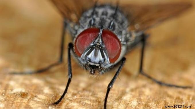 10 Grandma s Tricks to KEEP Flies out of the House. 