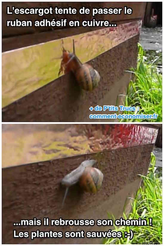 Tired of Snails Eating Your Flowers? Meet the Repellent They ll Hate! 