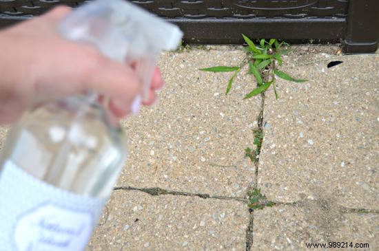 The 2-Minute Homemade Weed Killer That Weeds HATE! 