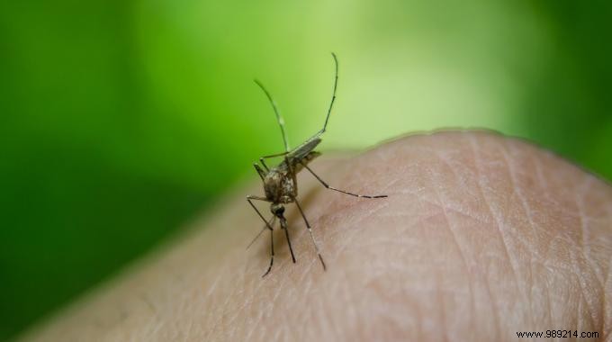 5 REALLY Effective Natural Mosquito Repellent Remedies. 