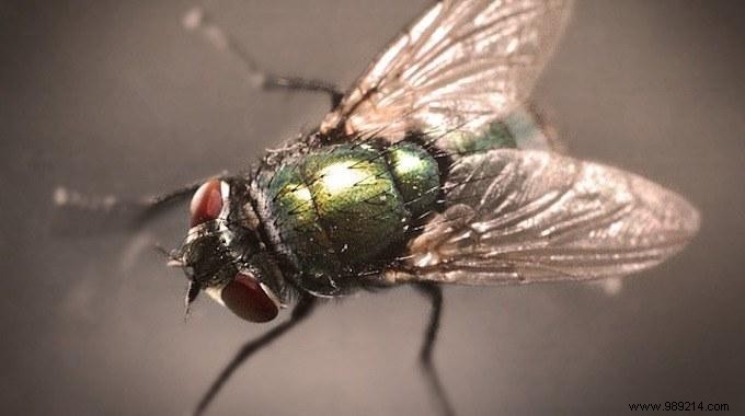 13 Natural Tricks To Kill Flies Forever. 