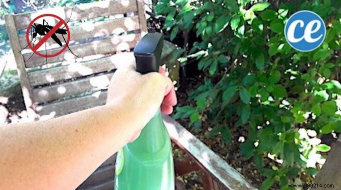 Get Rid Of Mosquitoes In The Garden With This Homemade Spray. 