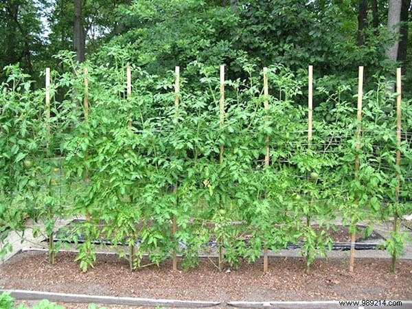 Here s THE RIGHT WAY to Plant Tomatoes (And Have Plants 2 Meters Tall). 