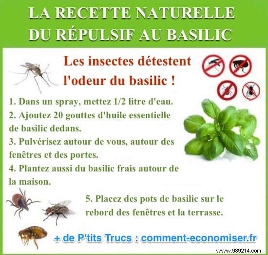 The Basil Repellent Recipe All Insects HATE. 