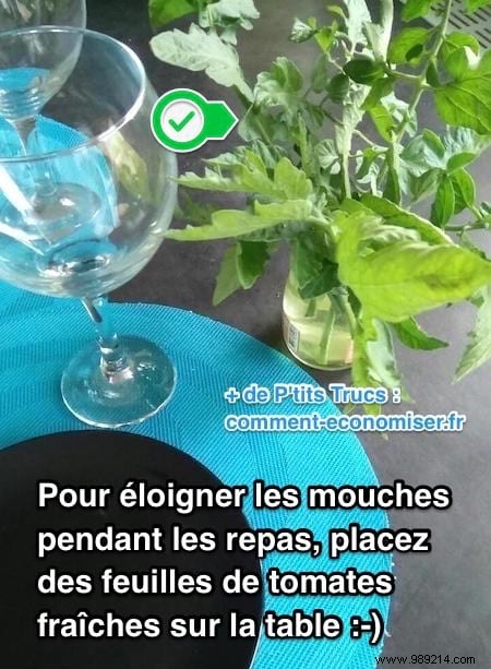 Tired of Flies During Meals? Here s the Tip to Get Rid of It. 