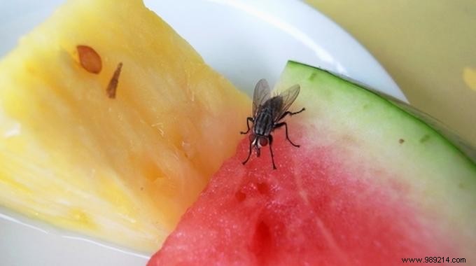 Tired of Flies During Meals? Here s the Tip to Get Rid of It. 
