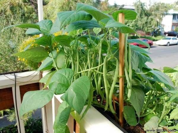 The 20 Easiest Potted Vegetables to Grow. 