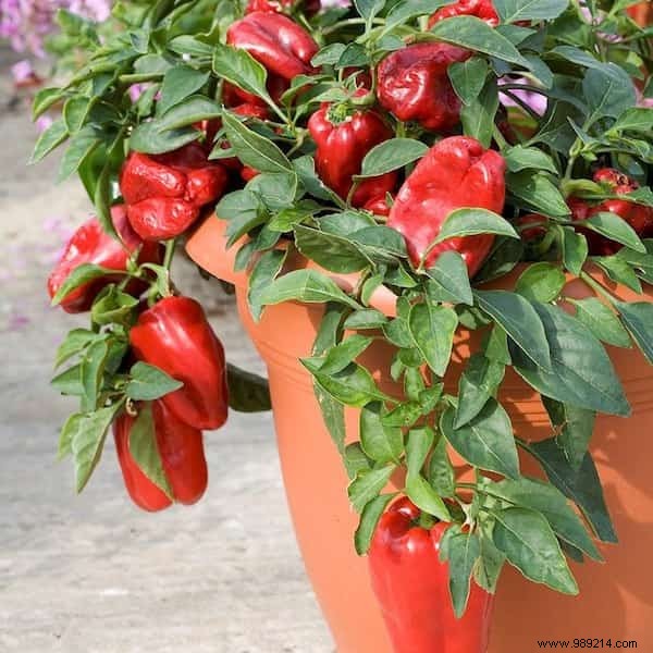 The 20 Easiest Potted Vegetables to Grow. 