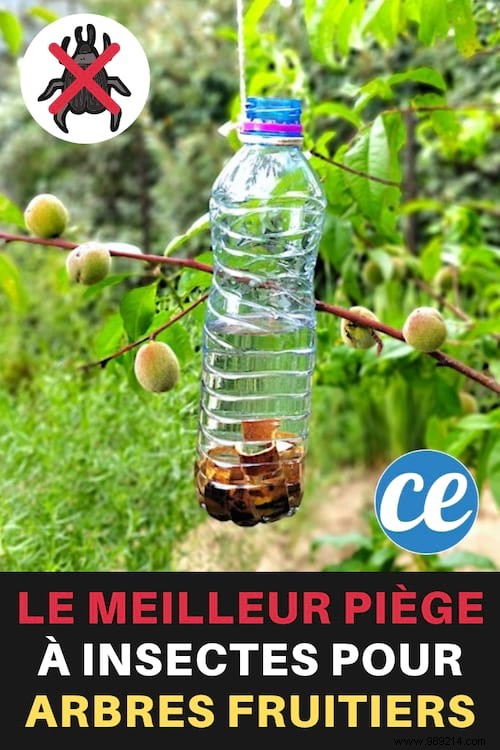 How To Make A Fruit Tree Bug Trap (Easy &Effective). 