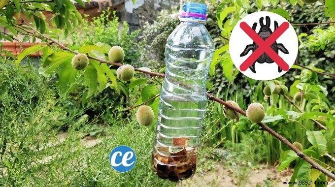 How To Make A Fruit Tree Bug Trap (Easy &Effective). 