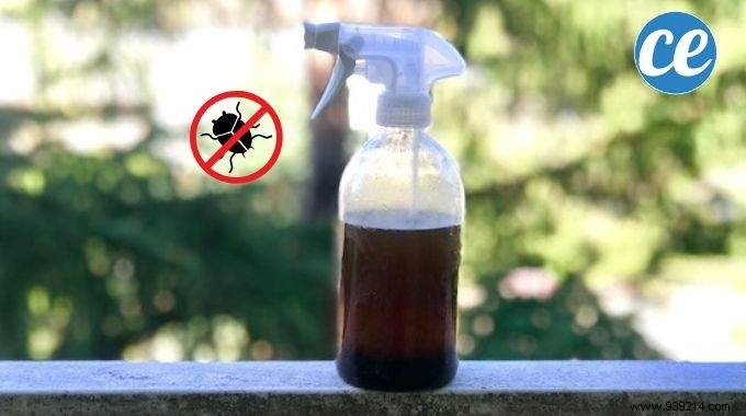 The Magic Potion To Protect Your Plants From Diseases And Pests. 