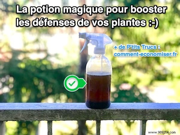 The Magic Potion To Protect Your Plants From Diseases And Pests. 