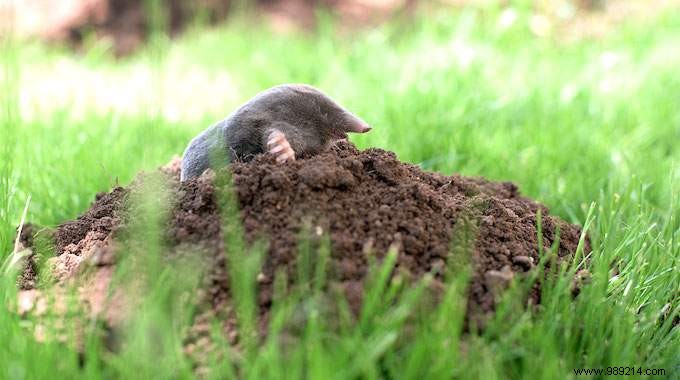 How to Get Rid of Moles? My Gardener s Miracle Tip. 