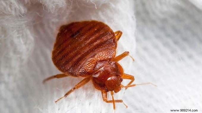 9 Effective Tips To Get Rid Of Bed Bugs (Without Toxic Products). 