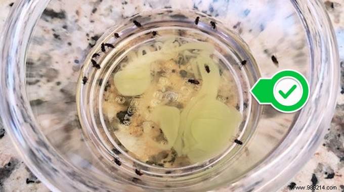 Invasion of Gnats? Use Vinegar And Dish Soap To Get Rid Of It. 