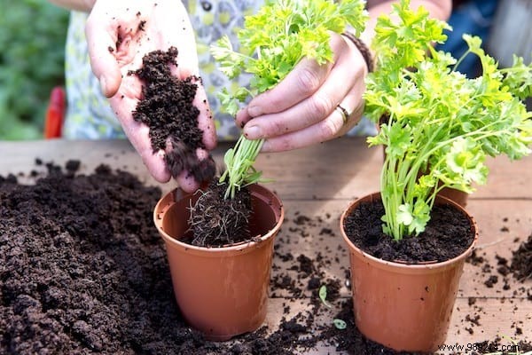 13 mistakes to avoid when growing herbs at home. 