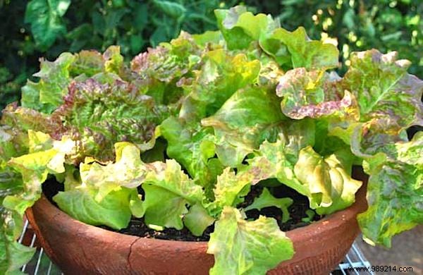 The 13 Easiest (and Fastest) Vegetables to GROW IN A POT. 