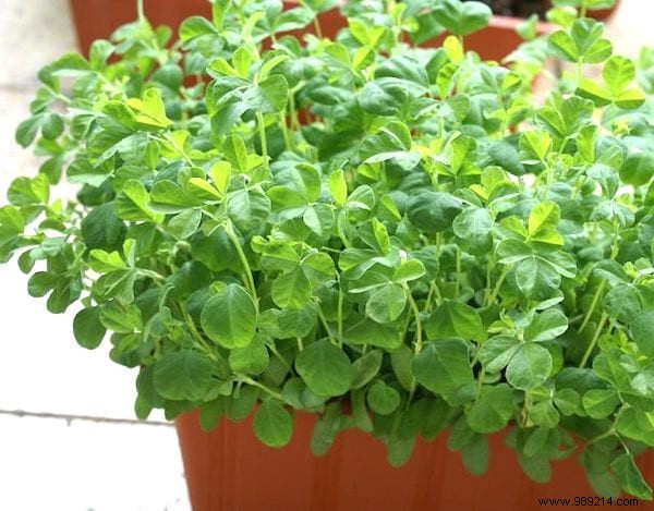 The 13 Easiest (and Fastest) Vegetables to GROW IN A POT. 