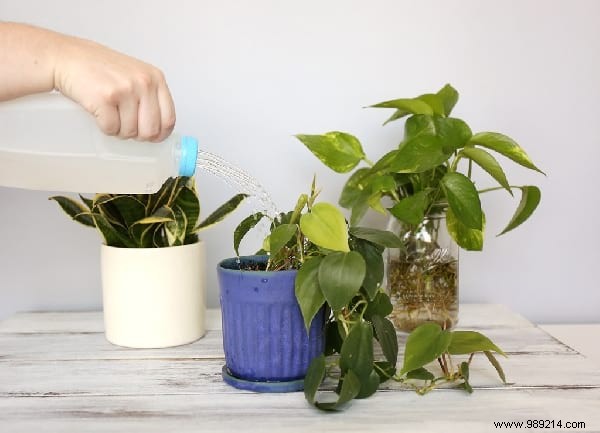 14 Genius Tricks To Simplify Your Home Gardening. 