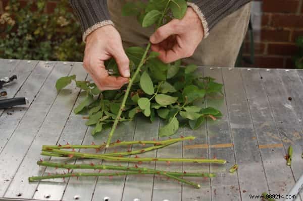 Grow Beautiful Roses By Planting The Cuttings In POTATOES. 