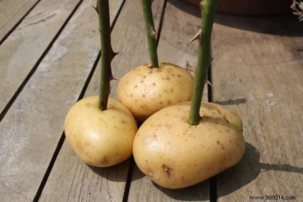 Grow Beautiful Roses By Planting The Cuttings In POTATOES. 