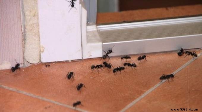 Quickly ! An Infallible Tip To Get Rid Of ANTS In The House. 
