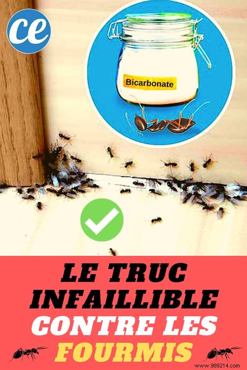 Quickly ! An Infallible Tip To Get Rid Of ANTS In The House. 