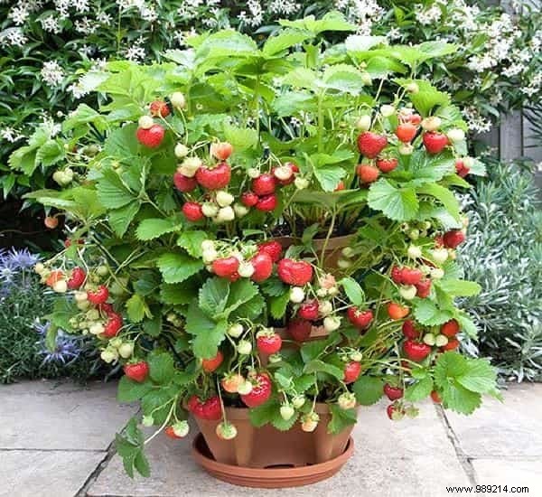 The 21 Easiest Fruits and Vegetables to Grow IN A POT. 
