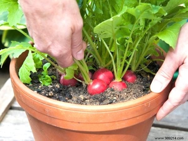 The 21 Easiest Fruits and Vegetables to Grow IN A POT. 