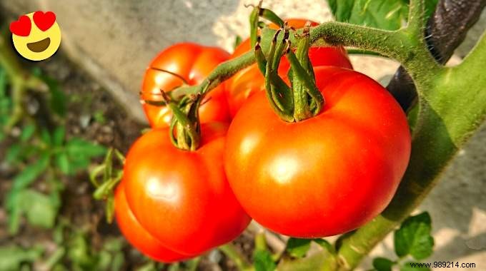 Epsom Salt:3 Uses To Grow Beautiful &Big Tomatoes. 