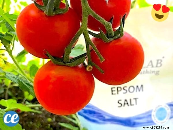 Epsom Salt:3 Uses To Grow Beautiful &Big Tomatoes. 
