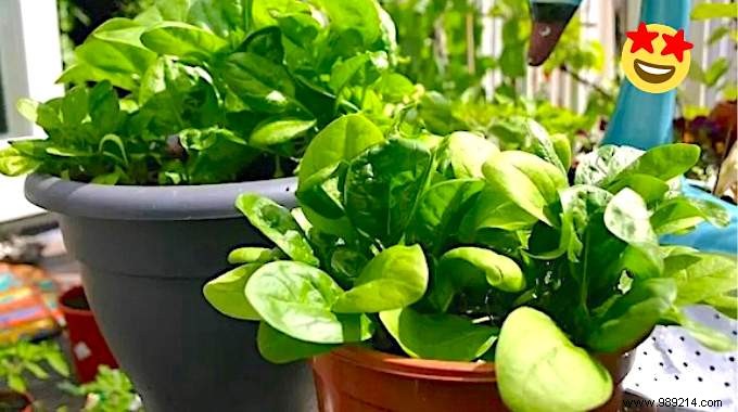 How To Grow Potted Spinach? 12 Gardening tips. 
