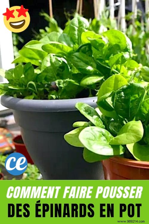 How To Grow Potted Spinach? 12 Gardening tips. 