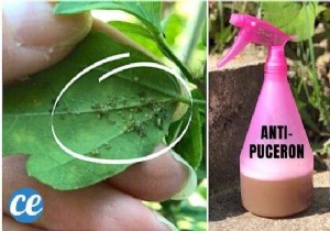 The POWERFUL Anti-Aphid Spray That Protects Your Plants. 