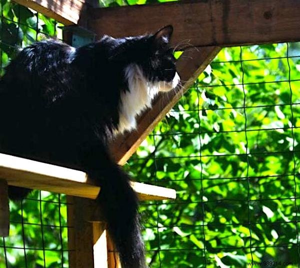 9 Tricks To Get CATS AWAY FROM Your Garden PERMANENTLY. 