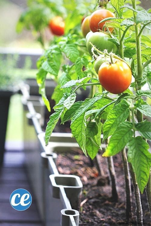 23 Tricks To Grow A Bunch Of Tomatoes On Your Balcony. 