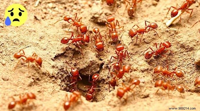 Red Ants:The Secret To Getting Rid Of Them WITHOUT Insecticide! 
