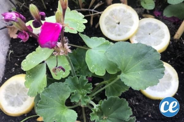 15 Gardening Tips &Tricks The Pros Jealously Guard. 