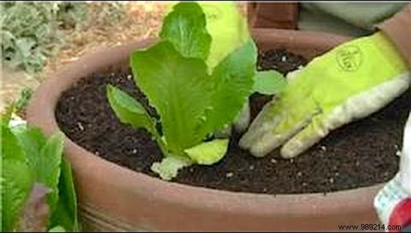 Here s How To Grow POT SALAD Easily. 