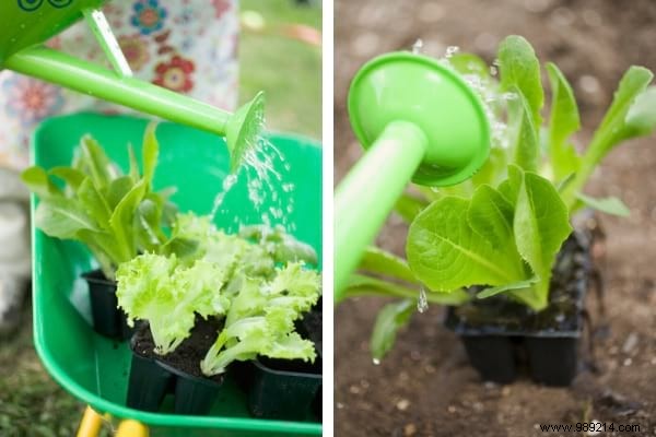 Here s How To Grow POT SALAD Easily. 
