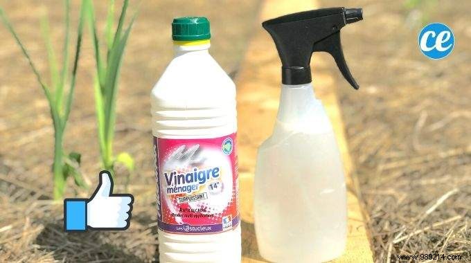 Powerful &Natural:The Anti-Slug Spray To Protect Your Garden. 
