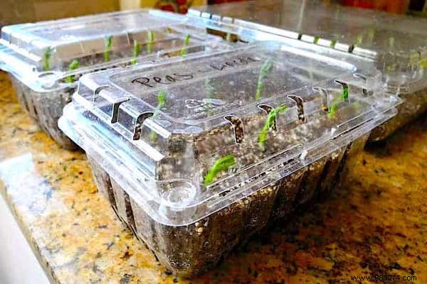 How To Make A Mini Greenhouse For Seedlings FREE. 