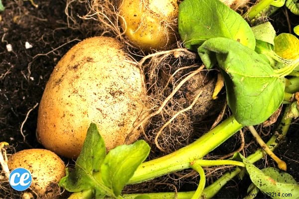 10 Easy-to-Grow Vegetables For Those Who Are New To Gardening. 