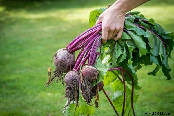 10 Easy-to-Grow Vegetables For Those Who Are New To Gardening. 