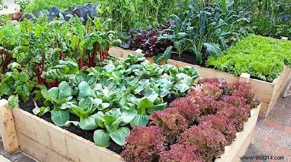 Top 5 Tips To Make Gardening Easier. 