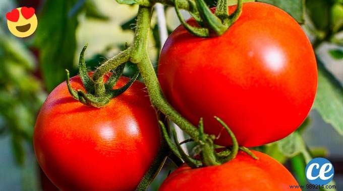 The Gardener s Trick To Growing Sweeter, Beautiful Tomatoes. 