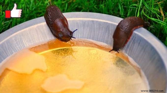 How to Get Rid of Slugs? The Natural &Effective Beer Trap! 